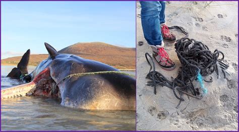 Dead Sperm Whale Found With 220 Pounds Of Garbage Debris In His Stomach On Scottish Island View