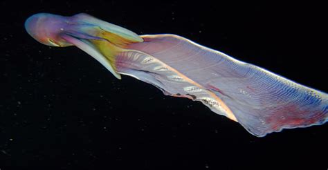 Blanket Octopus Has Stunning Shimmering Web Moss And Fog