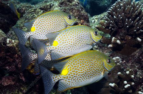 Orange Spotted Spinefoot Fish Stock Image C0026810 Science Photo