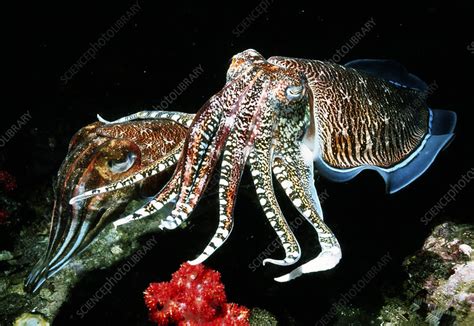 Pharaoh Cuttlefish Stock Image Z5050077 Science Photo Library