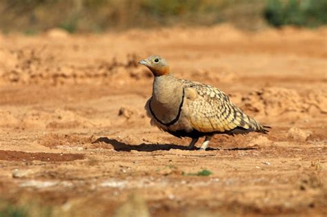 Premium Photo Black Bellied Sandgrouse Male In A Steppe Of Aragon