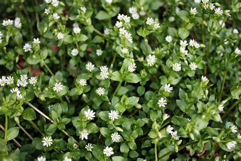 Chickweed Herb Federation Of New Zealand