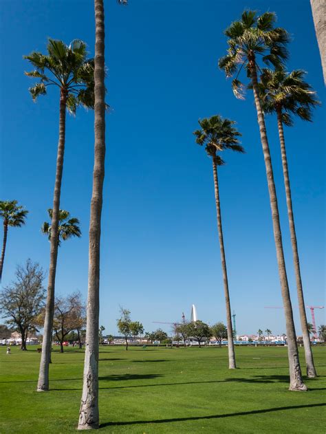 Thin And Tall Palm Trees On The Field · Free Stock Photo