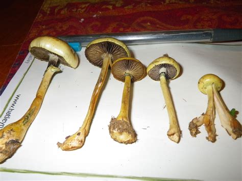 Avoid using mushrooms that are shriveled, bruised or appear old. Psilocybe semilanceata lookalikes - Fungiflora