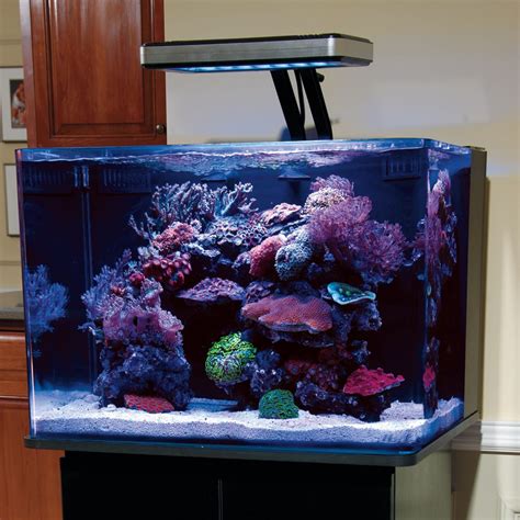 How Many Fish In 15 Gallon Reef Tank Wese Aquarium Fish