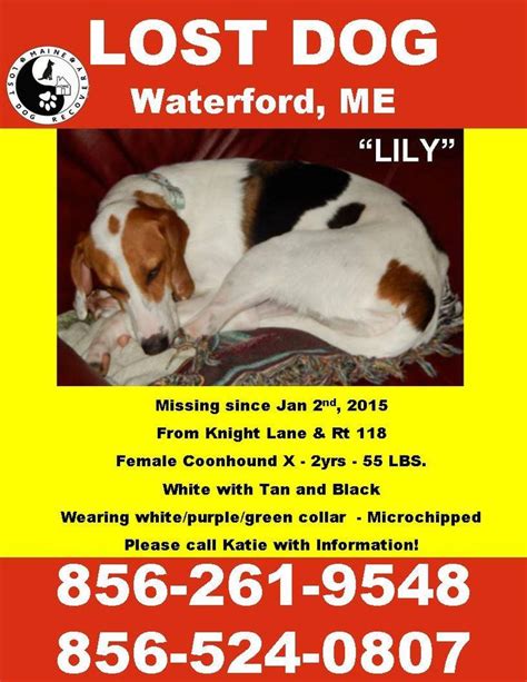 Missing cat near n shafer. 160 best images about Lost and Found Beagles, Bassets ...
