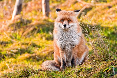 15 Beautiful Red Fox Photographs