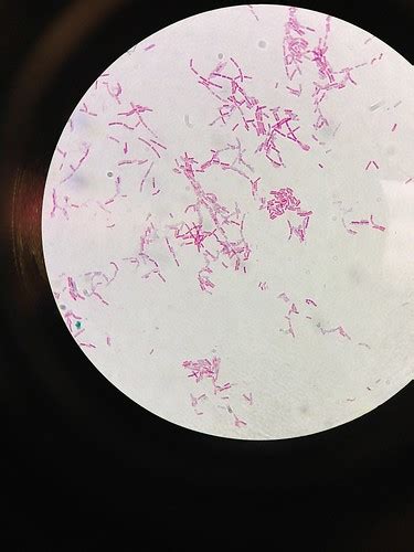 Bacillus Megaterium W Endospore Staining Endospore Stain Flickr