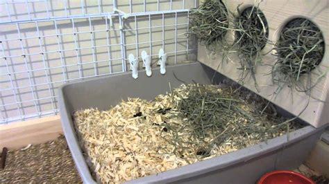 How To Litter Box Train Your Bunny Rabbit Youtube
