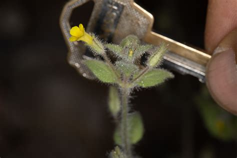 Plant Of The Month Slimy Monkey Flower