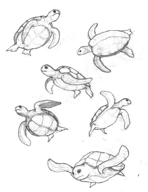 Wie Man Eine Schildkröte Zeichnet Schritt Für Schritt Anleitung