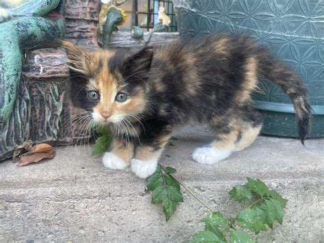 Find a kitten? Why taking it to a shelter should be your last resort