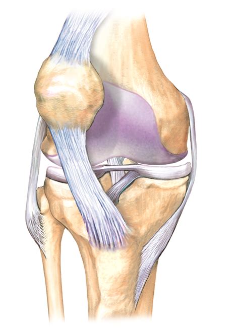 Knee Joint Diagram Unlabeled Diagram Media