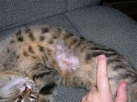 So i had my three kittens spayed/neutered yesterday. Cat spay - infected incision site? - Cat Forum : Cat ...
