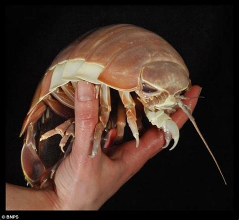 Creepy Deep Sea Creatures 39 Pictures Memolition