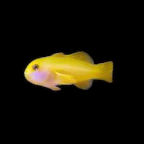 Yellow Coral Goby Geemarine