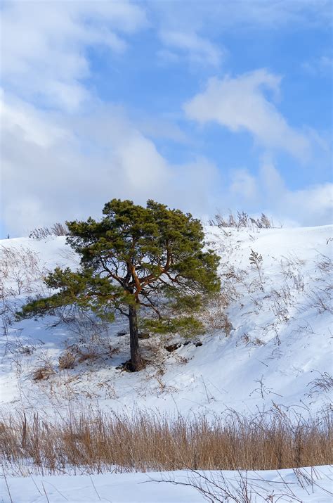 Free Images Tree Nature Wilderness Mountain Snow Cold Cloud