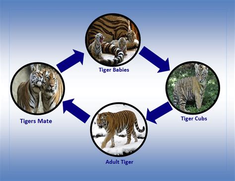 Life Cycle Amur Tiger