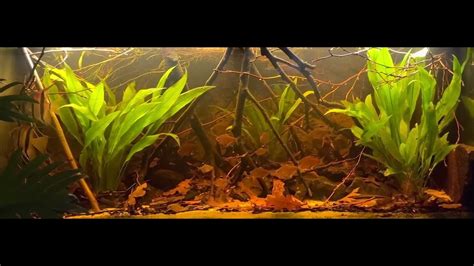 South American Blackwater Biotope Smallaquariummets5830 Youtube