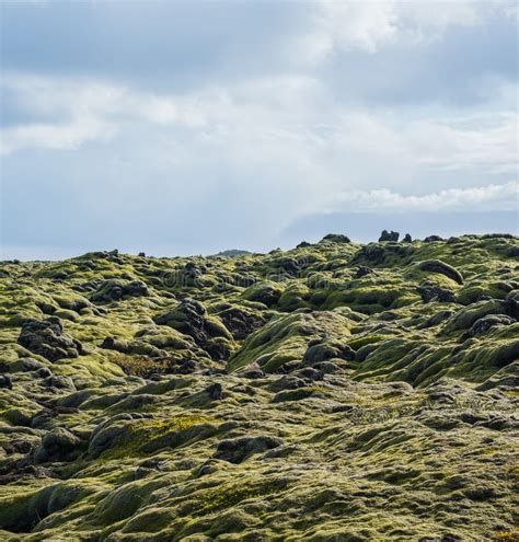 Scenic Autumn Green Lava Fields Near Fjadrargljufur Canyon In Iceland
