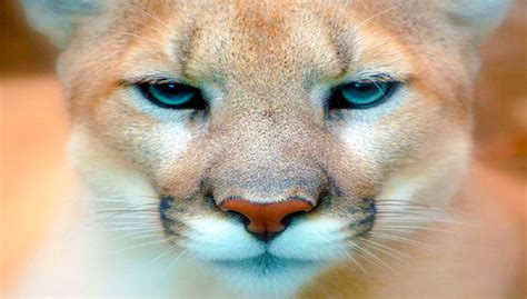 The Eastern Puma Is Officially Extinct After Humans Destroy Its Wild