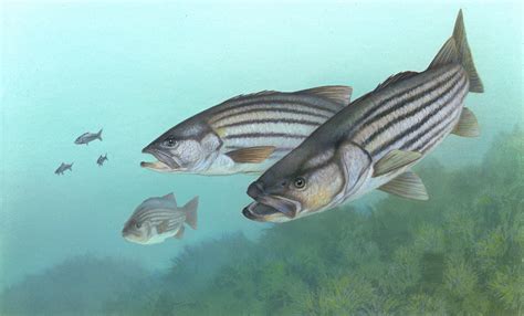 Fishing Fish Sport Water Fishes Underwater Lake River Artwork Wallpaper