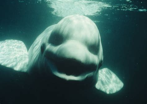 This Beluga Whale Creepy
