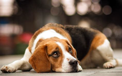 People who dream of dachshunds are grounded and rational. Beagle dog dreaming about something wallpapers and images ...