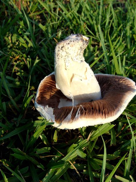 Big White Mushroom Mushroom Hunting And Identification