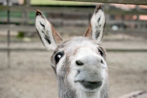 Funny Donkey Stock Image Image Of Ears Face Staring 29472371