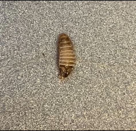 Larva Of A Carpet Beetle Pest Control Canada