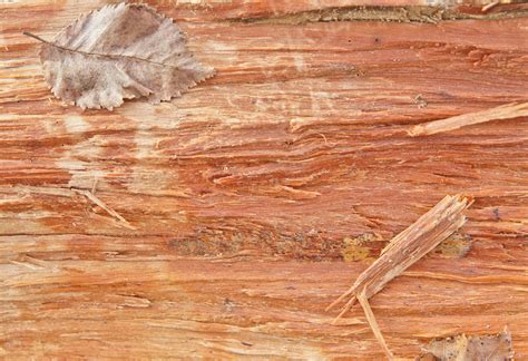 Three Images Of A Cut Log For Wooden Textures Or Wood Backgrounds