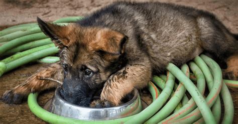 When should you start to be concerned? Reward offered - German shepherd puppy died from blunt ...