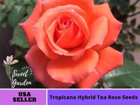 32 Seeds Tropicana Hybrid Tea Rose Seeds Perennial Etsy