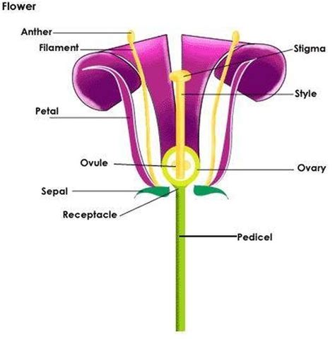 Parts Of A Flower And Plant And Their Functions 8 Diagrams Flower Vrogue