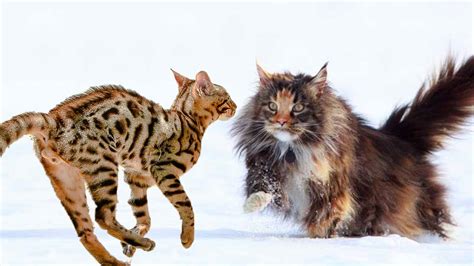 Bengal Cat Vs Maine Coon Cat Differences Explained Youtube