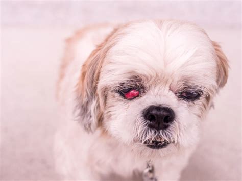 An Ultimate Guide On Eye Infection In Dogs Pets Nurturing