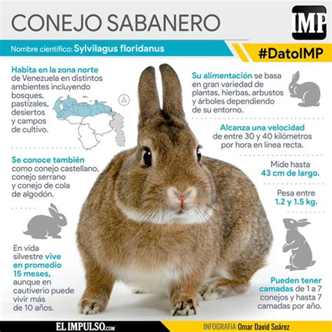 Datoimp El Conejo Sabanero Es Uno De Los Mamíferos Más Comunes En