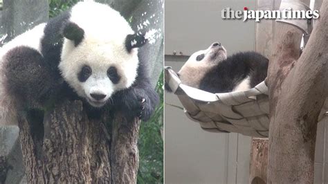 Ueno Zoos Xiang Xiang The Pandas Turns 1 Year Old Youtube