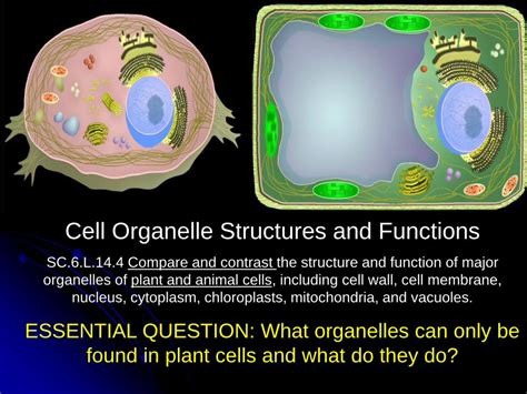 Pdf Cell Organelle Structures And Functions Science Rules · Cell