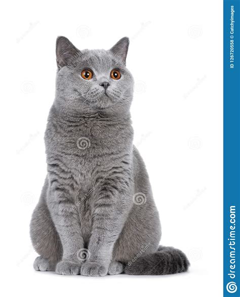 Sweet Young Adult Solid Blue British Shorthair Cat