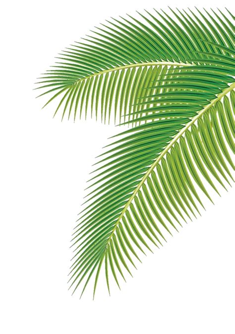Green Palm Leaves Png Clipart Png Svg Clip Art For Web