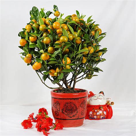 Orange Tree Pot Delivery In Singapore Fnp Sg