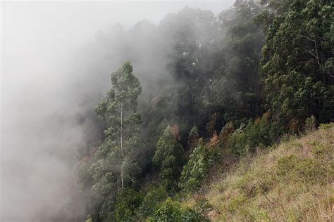 Sri Lanka Montane Rain Forests Wikipedia