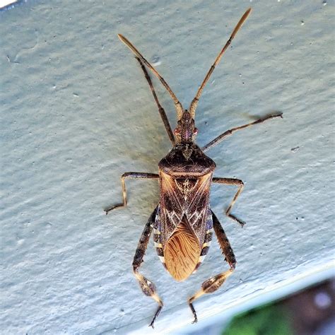 Leptoglossus Occidentalis Western Conifer Seed Bug 10000 Things Of