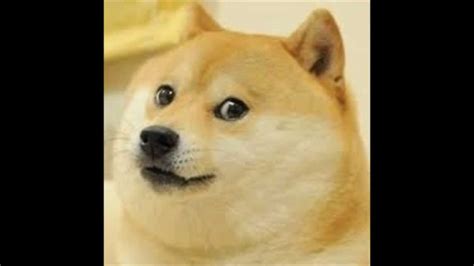The Doge Is Real Youtube