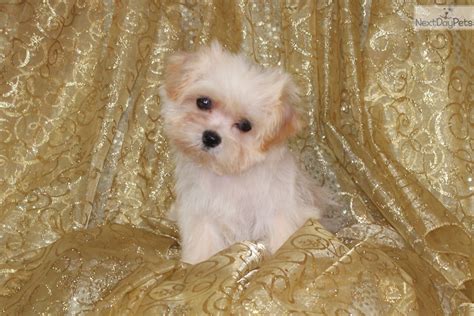 Teddy bear, zuchon, and shichon puppies for sale. Morkie / Yorktese puppy for sale near Dallas / Fort Worth ...