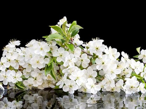 Premium Photo Cherry Blossom On A Black Reflective Background