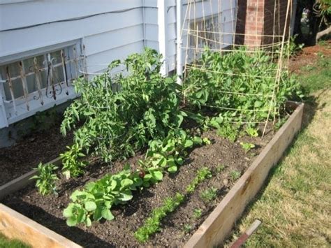 Check spelling or type a new query. Vegetable Gardening For Beginners: How To Plan Your First ...