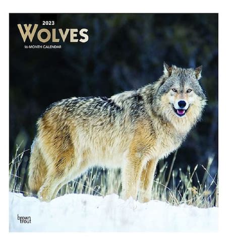 2023 Wolves Square Calendario